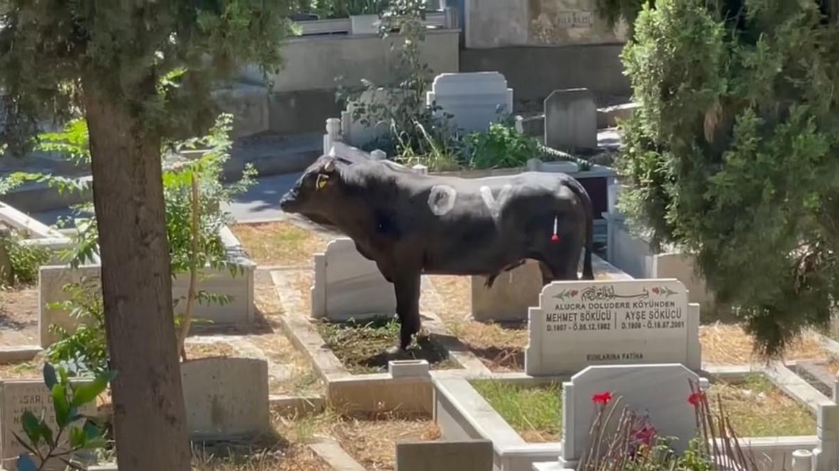 İstanbulda boğa mezarlığa daldı: 2 kişiyi yaraladı