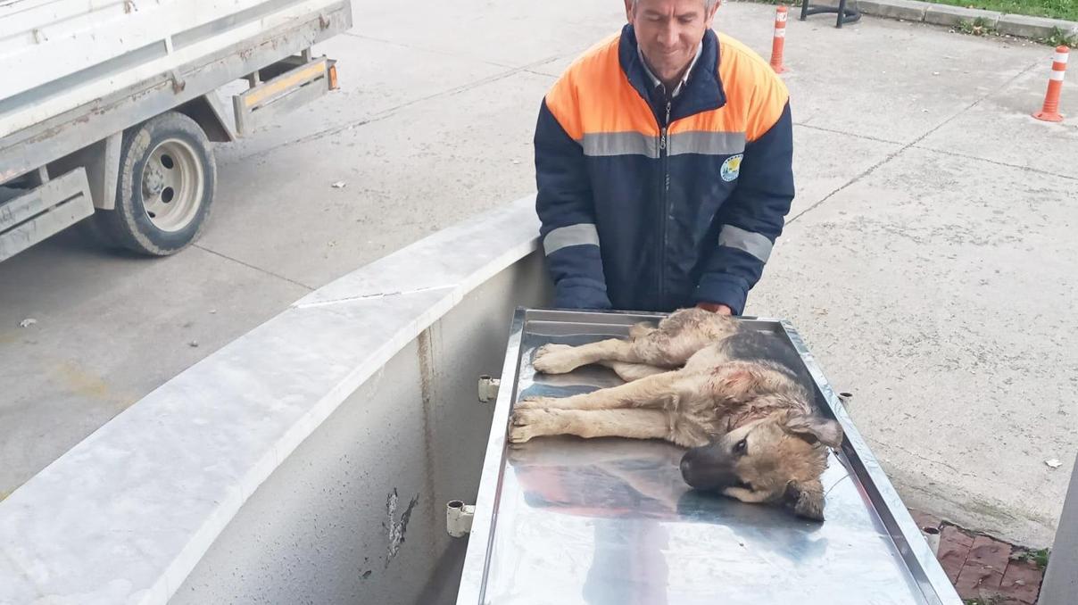 Belediye personeli, yaralı köpeği hastaneye yetiştirdi