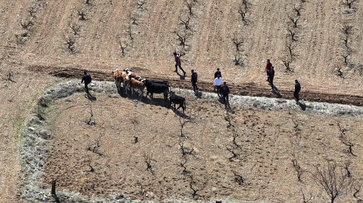 Nevşehirde çalınan 10 büyükbaş hayvan, dron ile bulundu Nevşehirde çalınan 10 büyükbaş hayvan, dron ile bulundu