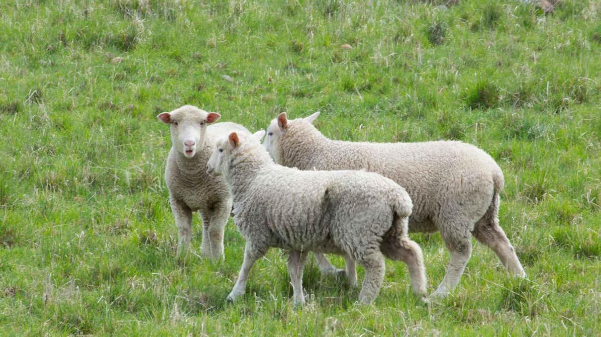 İngilterede H5N1 alarmı: İlk kez koyunda kuş gribi tespit edildi İngilterede H5N1 alarmı: İlk kez koyunda kuş gribi tespit edildi