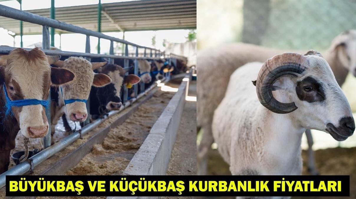 2025 Kurban Bayramı Büyükbaş ve Küçükbaş Kurbanlık Fiyatları Ne Kadar