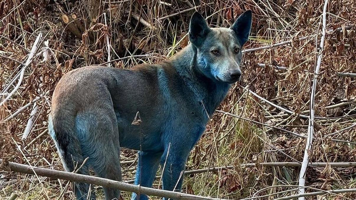 Çernobil’de maviye dönen köpekler gizemi Kimyasal mı, radyoaktif mi Çernobil’de maviye dönen köpekler gizemi Kimyasal mı, radyoaktif mi