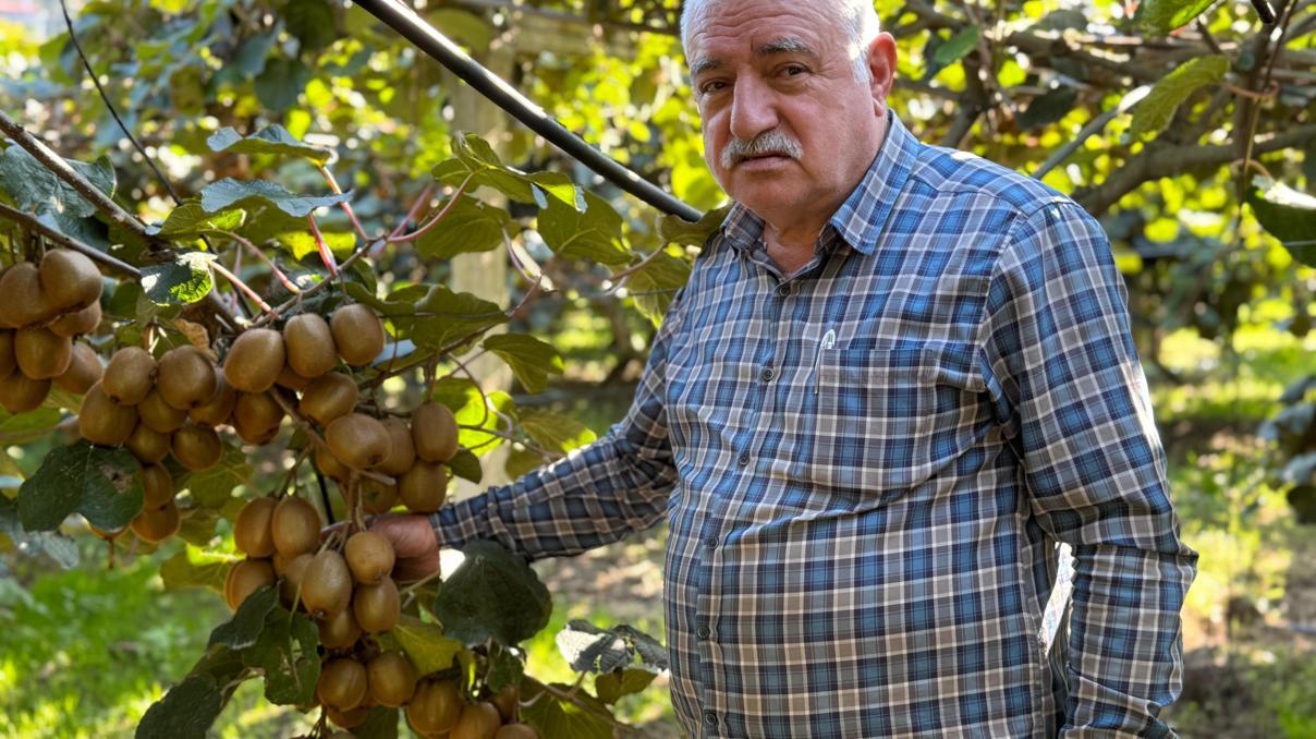 Ordu’da kivi için ‘erken hasat’ uyarısı