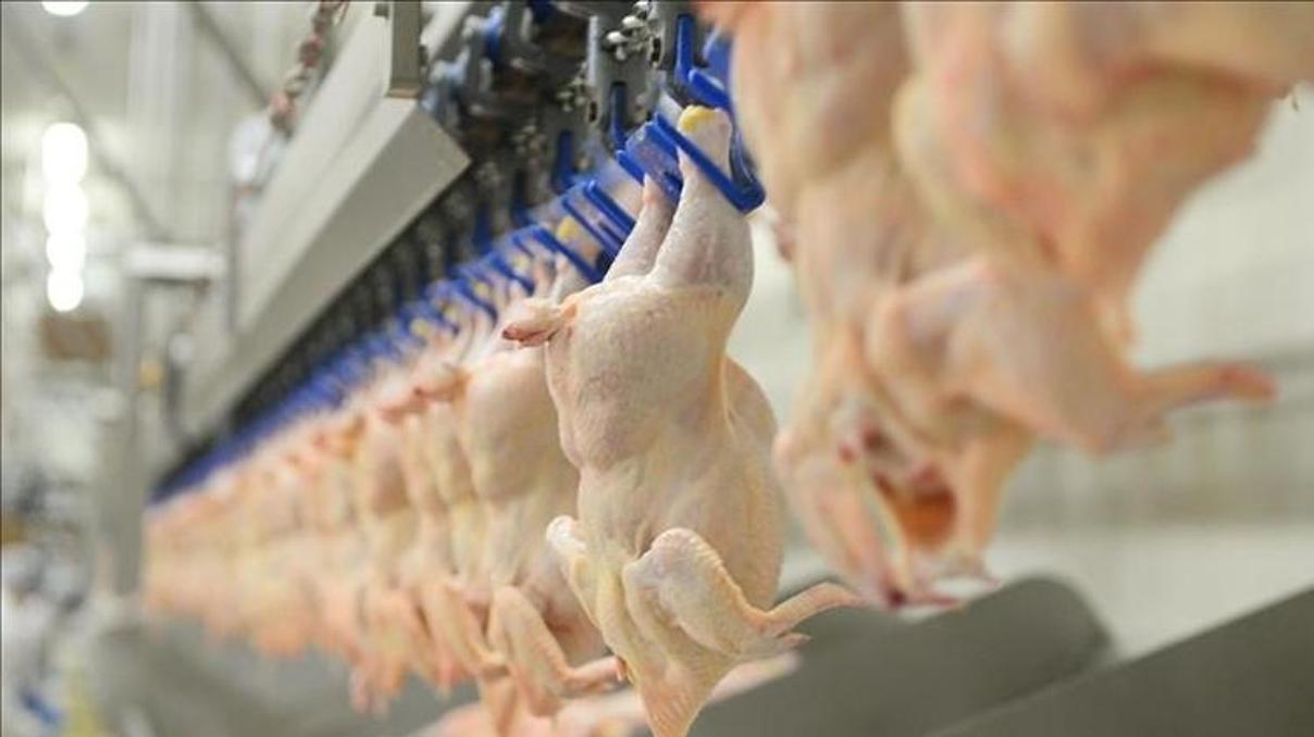BESD-BİR, tavuk eti zehirlenmelerine karşı uyardı