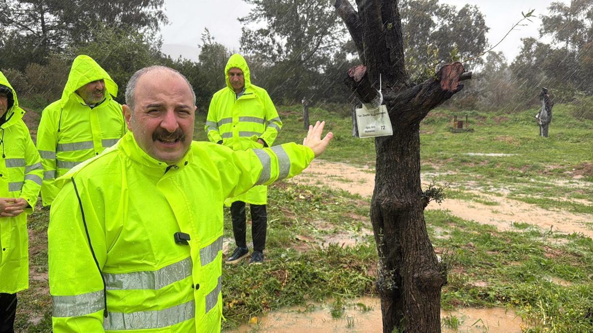 Mustafa Varank, Muğladaki zeytin ağaçlarının taşınma sürecini yerinde inceledi: Ekolojik dengeyi sonuna kadar koruyacağız Mustafa Varank, Muğladaki zeytin ağaçlarının taşınma sürecini yerinde inceledi: Ekolojik dengeyi sonuna kadar koruyacağız