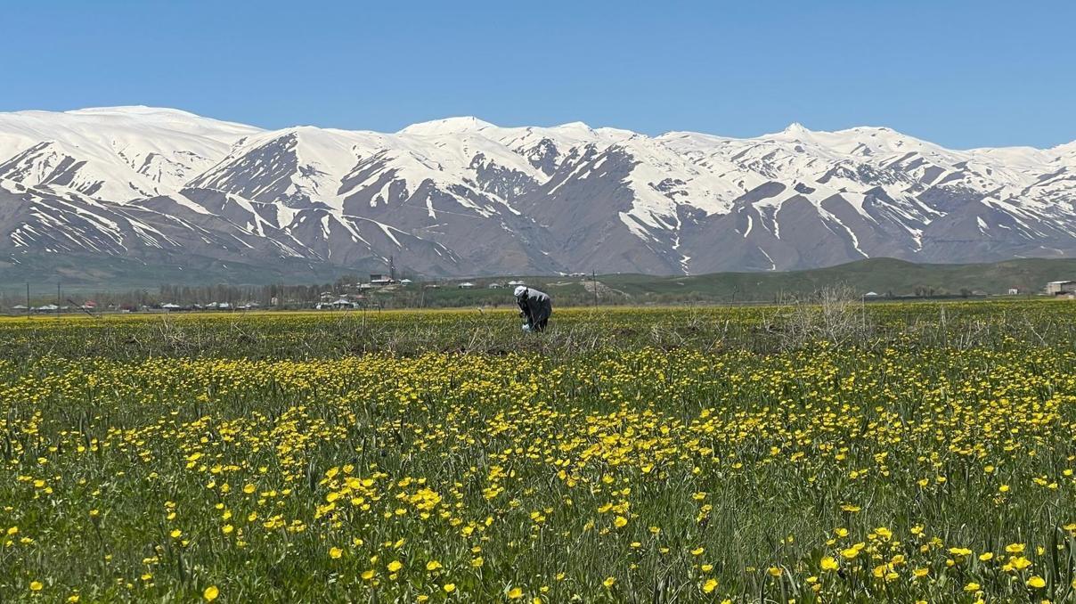 Yüksekova, baharla sarı renge büründü