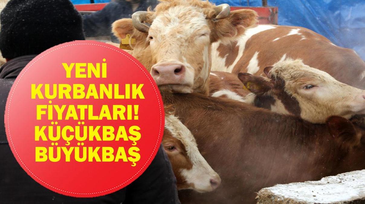 KURBANLIK FİYATLARI 2026: Büyükbaş Küçükbaş Kurbanlık ve Hisse Fiyatları Ne Bu Yıl Kurbanlıklar Ne Kadar