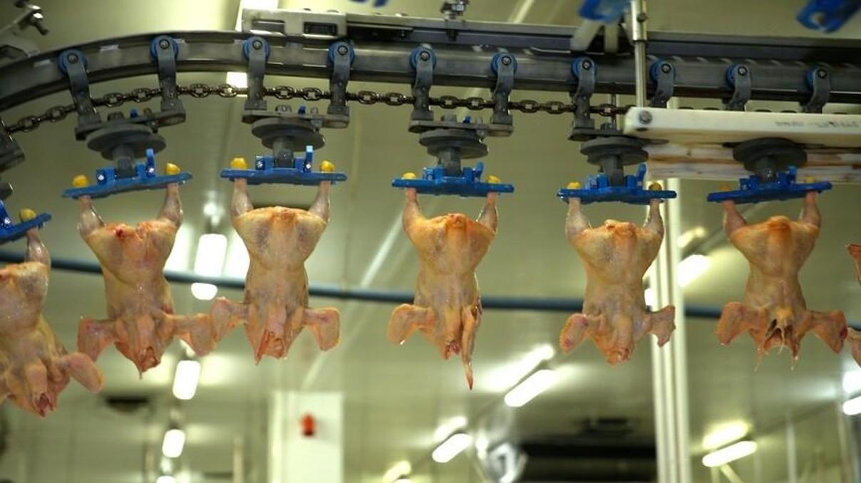 TÜİK verileri açıklandı Tavuk eti üretimi geriledi, yumurtada dikkat çeken artış TÜİK verileri açıklandı Tavuk eti üretimi geriledi, yumurtada dikkat çeken artış