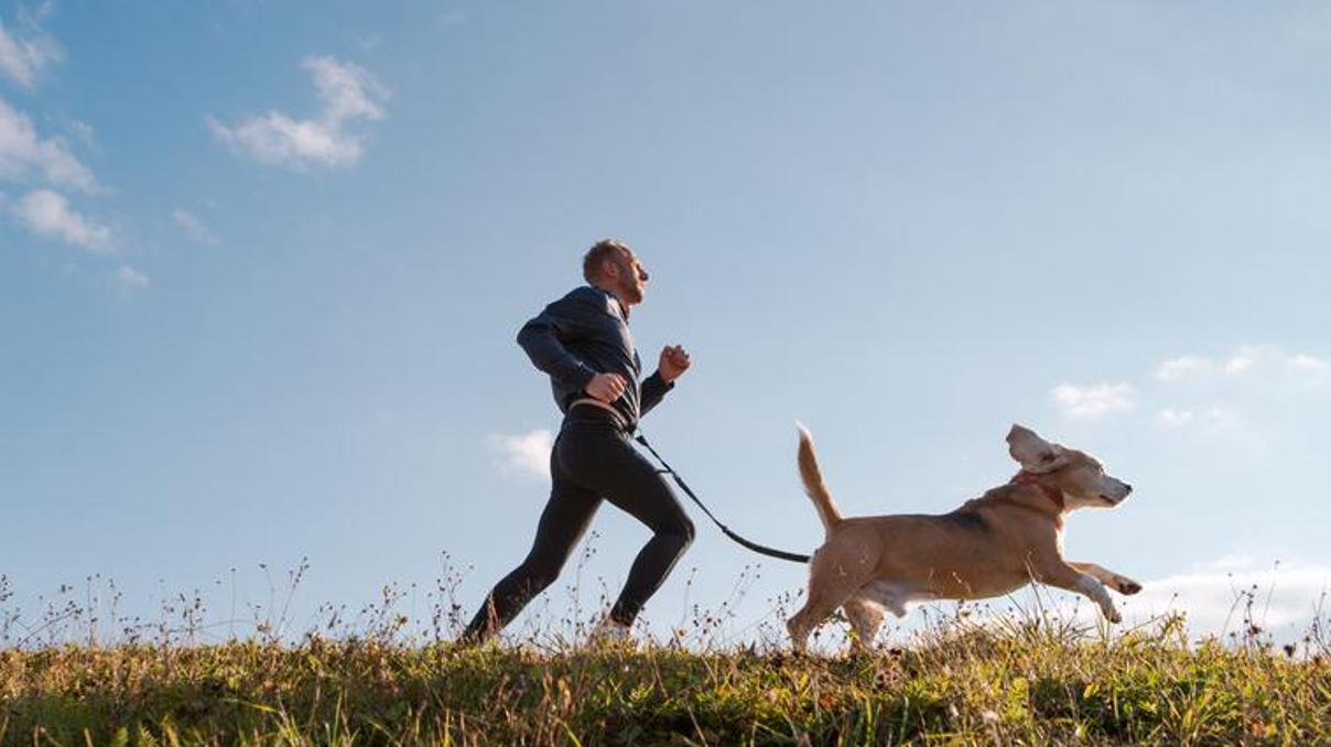 Almanya’da köpek vergisi geliri 429,7 milyon avroya ulaştı