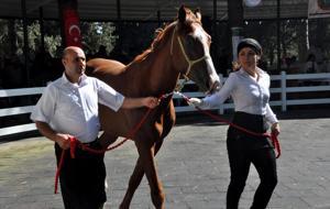 Safkan Arap tayları açık artırmayla satıldı