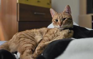 Kedi ile İlgili Ayetler ve Mealleri... Kuran-ı Kerim'de Kedi Hakkındaki Tüm Ayetler...