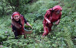Karadeniz'in Doğal İlacı! Balgam Söktürüyor, Bağırsak, Mide, Şeker Hastalığına İyİ Geliyor! Diyet Yapanlar da Bol Bol Tüketiyor! Şifa Kaynağı; ‘Kaldirik Otu'