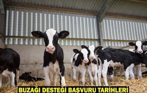 2. DÖNEM BUZAĞI DESTEKLEME BAŞVURU TARİHLERİ: Buzağı desteği başvuruları başladı mı, ne zaman?