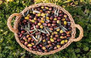 Zeytin Nasıl Yetişir? Türkiye'de Zeytin En İyi Nerede Yetişir?