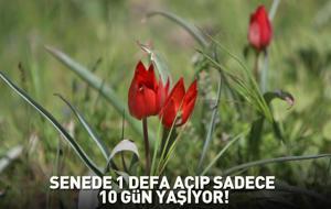 Senede bir kere açıp sadece 10 gün yaşıyor! Dokunan yandı: Yüz binlerce lira cezası var!