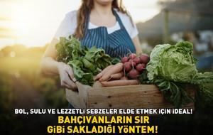 BAHÇIVANLARIN SIR GİBİ SAKLADIĞI YÖNTEM! Domates ve salatalıkların altına gömmek yetiyor!