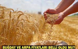 Buğday ve Arpa Fiyatları Belli Oldu mu? Buğday Taban Fiyatları Ne Zaman Açıklanır? Gözler TMO'ya Çevrildi!