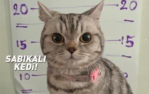 Sosyal medyada viral oldu: Sabıkalı kedi! Polisleri ısırdı, pati izi alındı