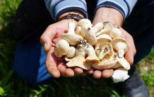 Bin derde deva! Dağlardan toplanıyor... Doğal protein deposu! Kas ağrılarından sindirim sistemine iyi gelmediği şey yok
