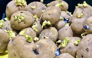 Patates Böyle Görünüyorsa Sakın Tüketmeyin! Meğer Zehir Saçıyormuş