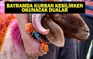 KURBAN KESİLİRKEN OKUNACAK DUA: Kurban Bayramı'nda Kurban Kesilirken Hangi Dualar Okunur, Nasıl Kesilir? Kurban Kesimi Adabı: Dualar, Niyet ve Dini Hükümler