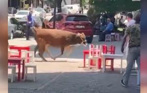 Maraton erken başladı: Sahibinin elinden kaçan kurbanlık mahalleyi peşine taktı