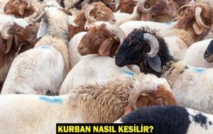 KURBAN NASIL KESİLİR? Kurban Kesme Duası: Kurban Kesilirken Ne Denir? Kurban Kesilince Kılınan Namaz Var mı?