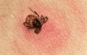 İstanbul’da kene uyarısı! KKKA riski düşük, Lyme’a dikkat
