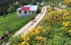 Karadeniz’de Asırlardır Yaşatılan Gelenek! Türkülü, Manili Yayla Göçünden Renkli Görüntüler