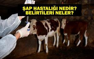 ŞAP HASTALIĞI NEDİR? Şap Hastalığı Nasıl Bulaşır? İnsana Bulaşır Mı? Şap Hastalığı Belirtileri Neler?