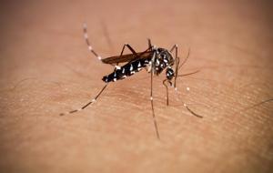 DSÖ uyardı, sivrisinekten bulaşıyor: Chikungunya virüsü hızla yayılıyor
