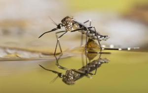 Covid-19 Sonrası Yeni Salgın Kapıda mı? Dünyayı Alarma Geçirdi! Chikungunya Virüsü Nedir? Chikungunya Virüsü Nasıl Bulaşır, Belirtileri Nelerdir?