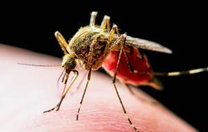 7 Binden Fazla Kişiye Bulaştı! Şimdiye Kadarki En Büyük Salgın! Chikungunya Virüsü Hızla Yaylıyor: Dronla İlaçlama Devrede! Chikungunya Virüsü Nedir? Chikungunya Virüsü'nde Semptomlar Nelerdir?