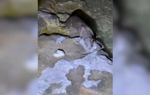 Fırat Nehri’nde nadir an: Nesli tükenme tehlikesi olan tatlı su samuru kamerada