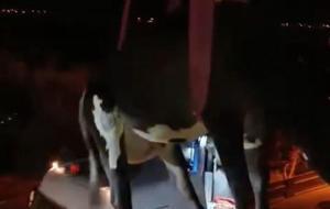 Hatay'da 'inek' paniği! Dama çıkınca vinçle indirildi