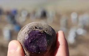 Ağrı’da Şifa Kaynağı Mor Patates Hasadı Hız Kesmeden Devam Ediyor! Diyabet ve Tansiyon İçin Doğal Destek, 70 Farklı Derde Deva