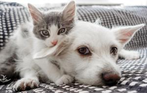 Onaylanırsa bir ilk olacak! AB'de yeni düzenleme: Kedi ve köpekler için ortak kurallar geliyor