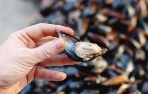 A'dan Z'ye Gıda Zehirlenmesi: Hangi Besinler Daha Riskli? Gıdaları Saklarken ve Pişirirken Nelere Dikkat Edilmeli? 7 Etkili Öneri