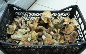 1 ayda 60 kişiyi zehirledi! Tehlikenin ismi: Ölüm meleği | Yok edici