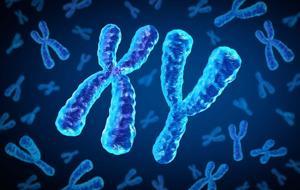 Bilim Dünyası Bunu Tartışıyor! Evrim Biyoloğu Açıkladı: Erkek Cinsiyetini Belirleyen 'Y Kromozomu' Yok Olabilir