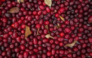 Doğadaki En Güçlü Antioksidan! Grip ve Soğuk Algınlığına Karşı Doğal Savunma! Kan Damarlarını Güçlendiriyor, İltihabı Önlüyor! Bu Meyvenin Faydası Say Say Bitmiyor: Kızılcık...