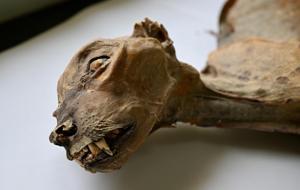 Suudi Arabistan çöllerinde şaşırtıcı keşif: Daha önce böylesini görmedim... Mağarada bulundular!