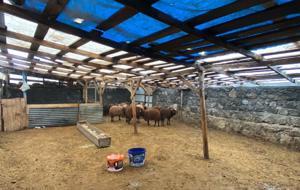 Sisli havada köye inen kurt, ağıldaki 200 koyunu öldürdü