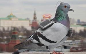 Kremlin’in yeni gözü: GÜVENCİNLER! Birer casusa dönüştürülüyorlar... Projenin ucunda Putin'in kızı var