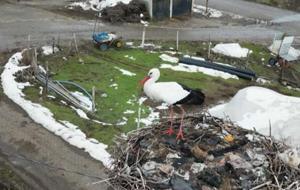 Köyün simgesi haline geldi! Yaz kış yıllardır aynı noktada