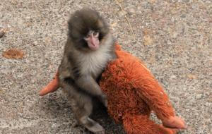 Annesi terk edince, peluş oyuncağa sığındı! Yüreklere dokunan görüntüler: “Dayan Punch”