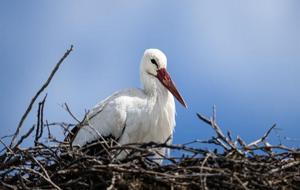 Eşi geldi, Adem Amca'nın Yaren leylek nöbeti başladı