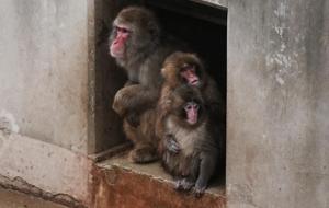 Punch’tan haber var! Artık arkadaşlarına da sarılıyor…