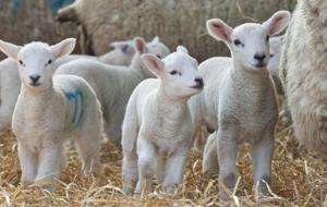 Küçükbaş hayvan desteği başladı: 100 hayvan verilecek! İşte son başvuru tarihi...