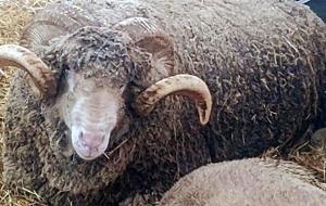 Koç güzellik yarışmasını ‘Şakir’ kazandı